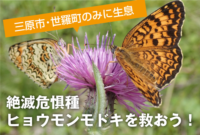 【中古】 チョウが消えた日 中古】 チョウが消えた日